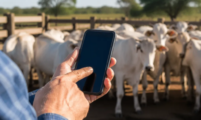 App Grátis Para Estimar o Peso do Gado!