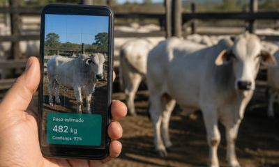 App para Pesar Gado com IA pelo Celular